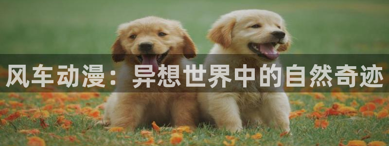 酷漫屋官网入口老版本：风车动漫：异想世界中的自然奇迹